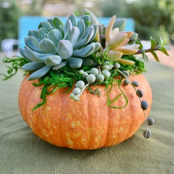 Succulent Pumpkin Workshop | Floral Arrangement