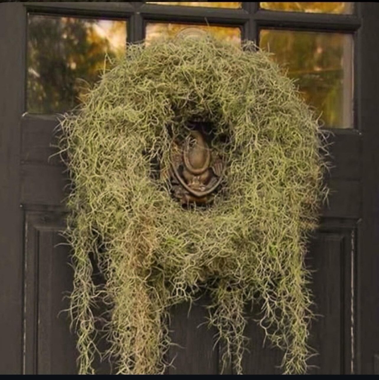 Real Living Gothic Revival Spanish Moss Wreath | MakerPlace by