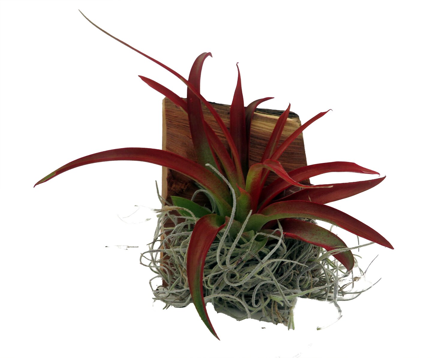 Tillandsia Air Plant Growing on Natural Wood Hanger- 3" Rectangle with Hanger