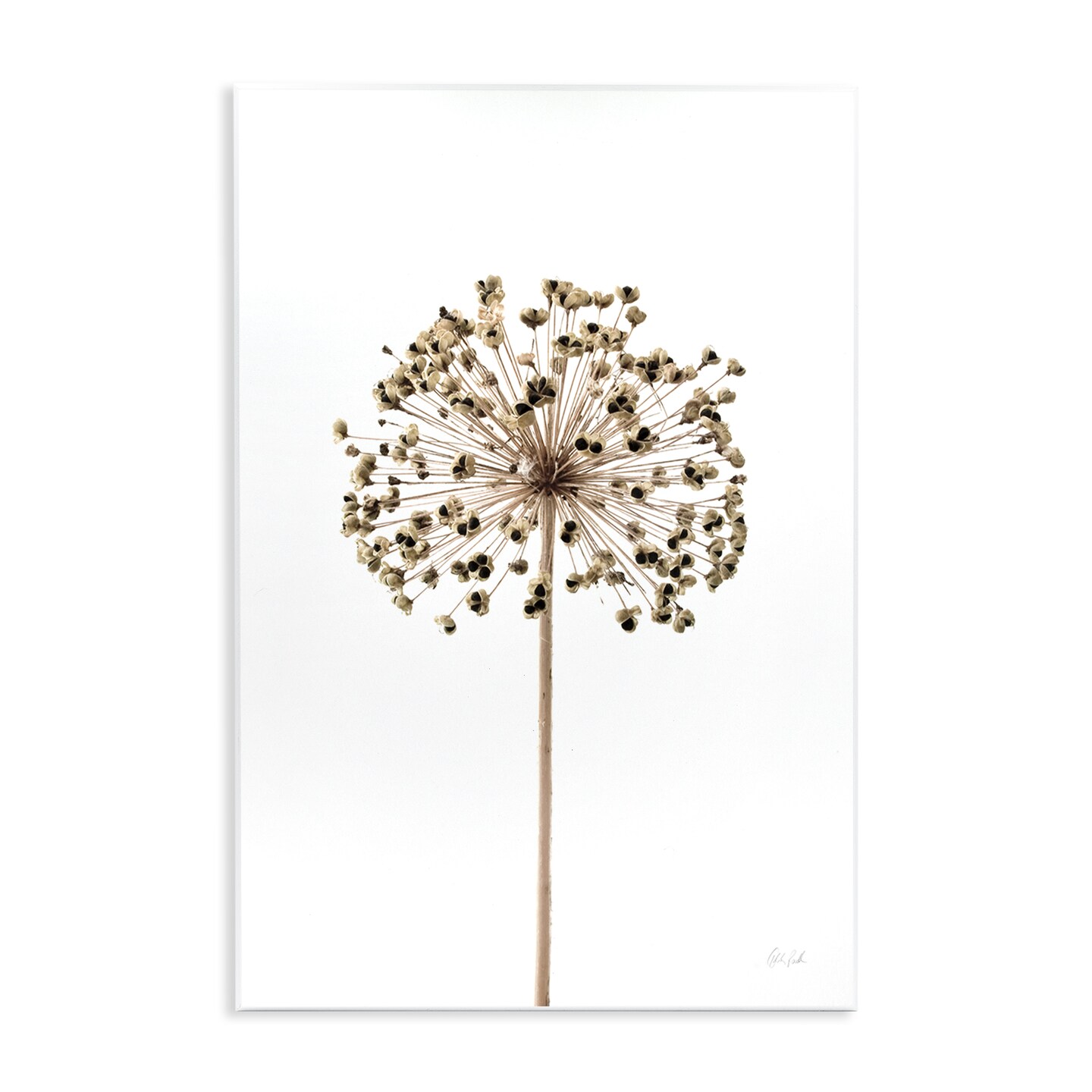 Stupell Industries Minimal Allium Bud Wall Plaque Art Design by Deborah Revell