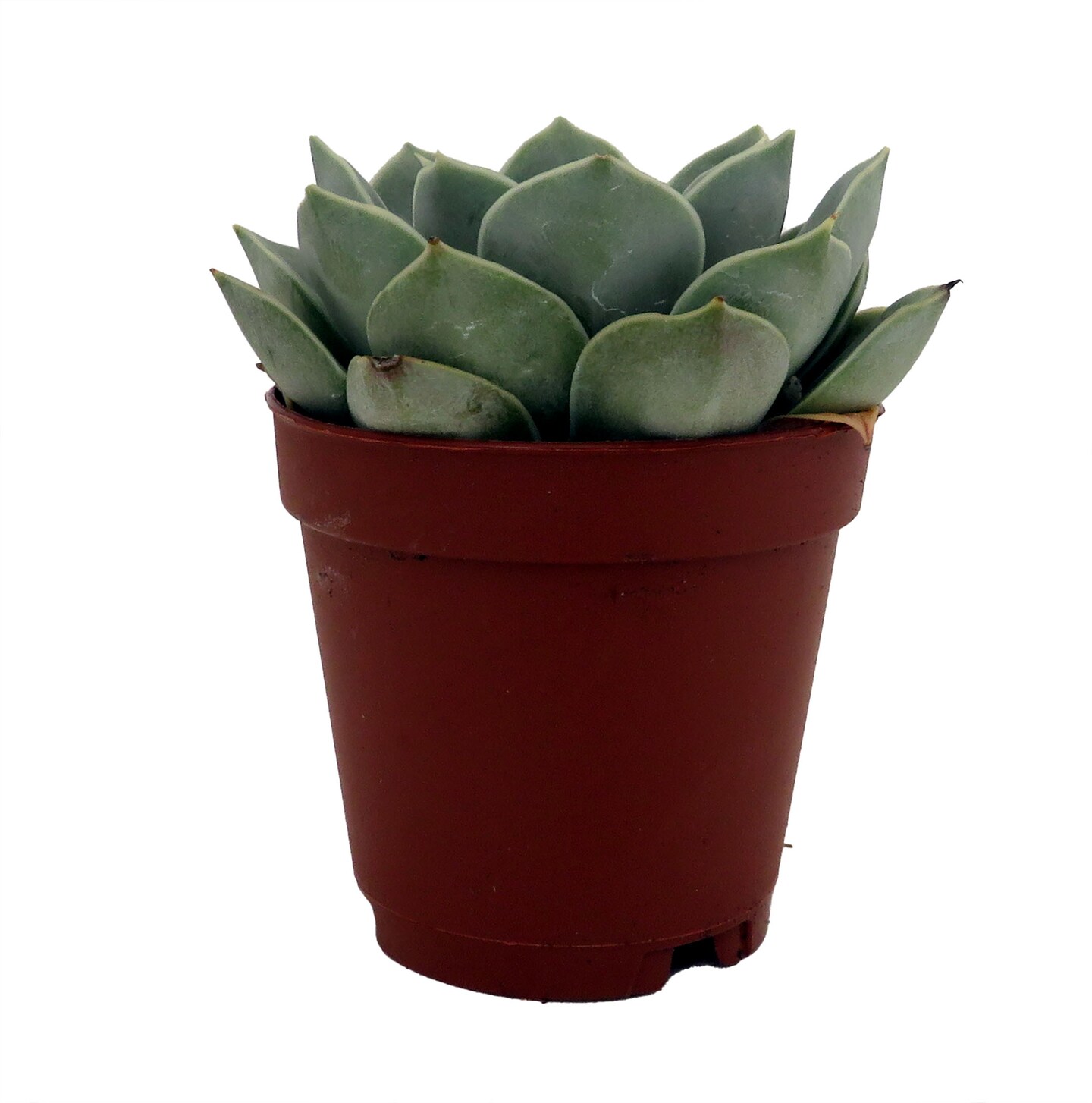 succulent potted plants Assorted Succulent 4