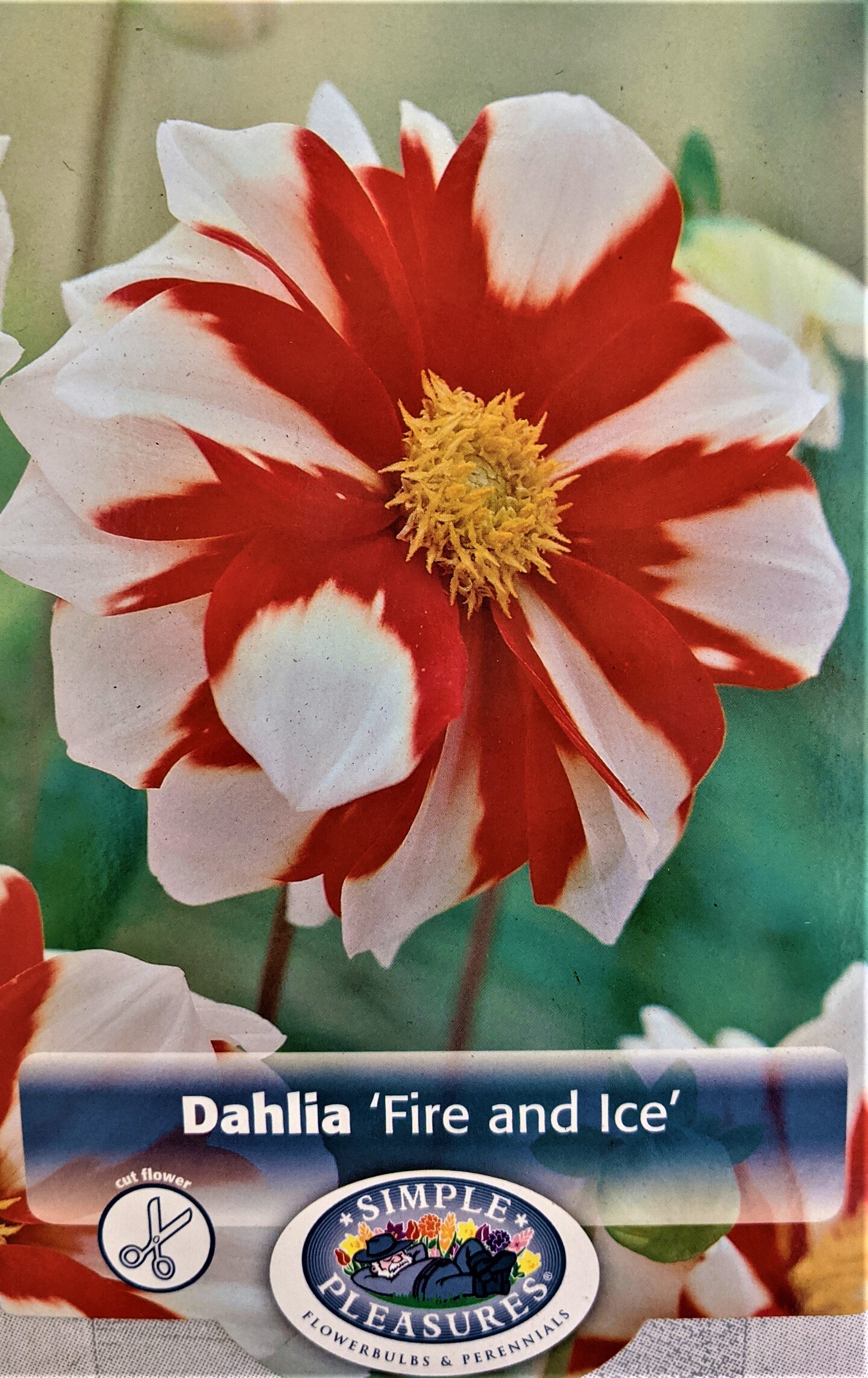 Fire and Ice Anemone Flowering Dahlia - #1 Size Root Clump - Bold Pattern