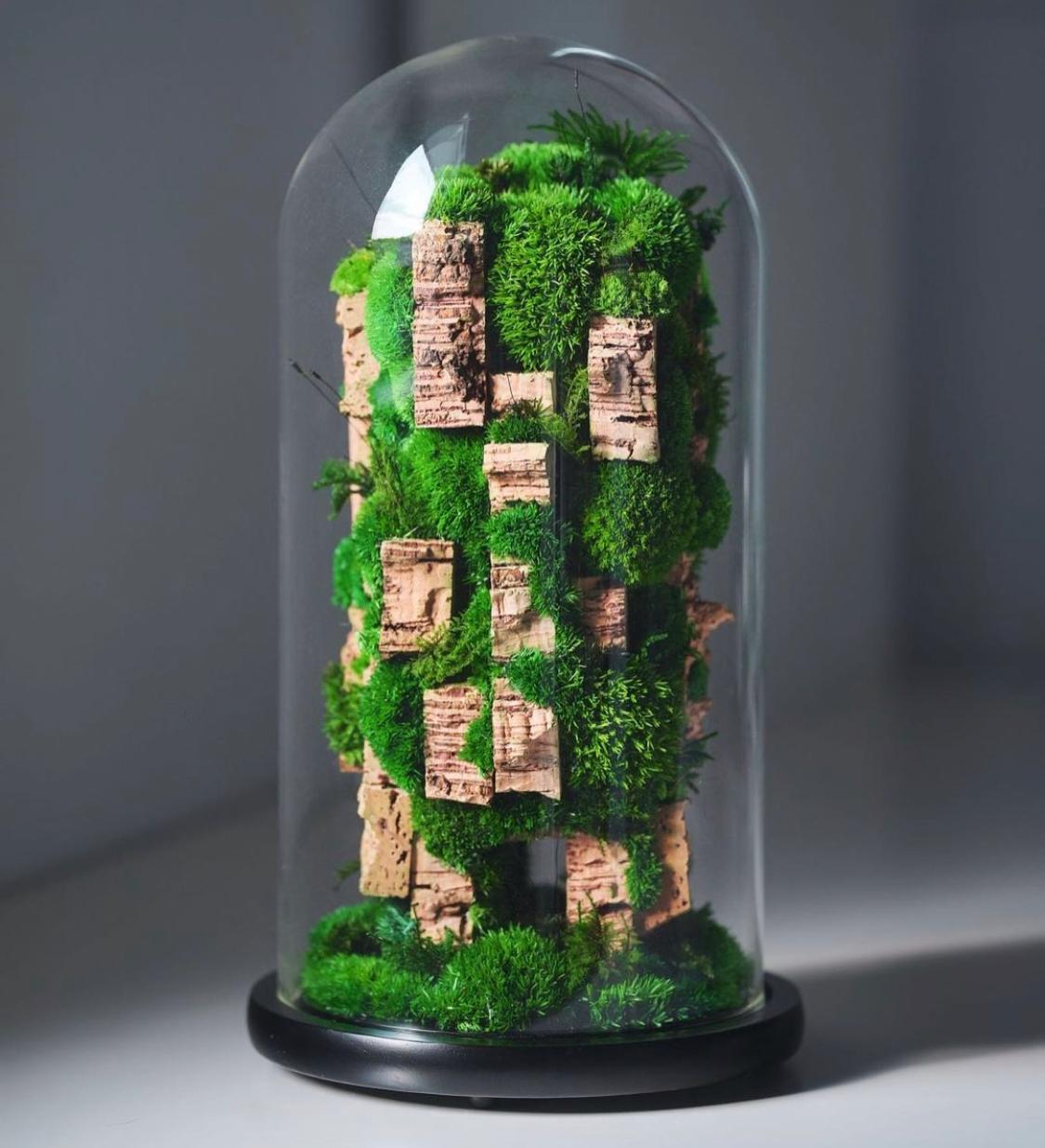 Moss Preserved Dark Green for Fairy Gardens Terrariums, Craft, DIY, Floral, 1Kg Musgo Preservado