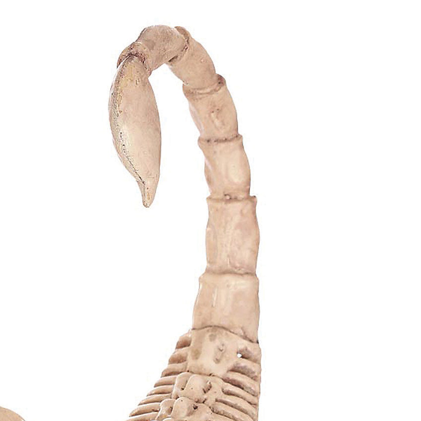 Mini Scorpion Skeleton 9 Inch Decoration