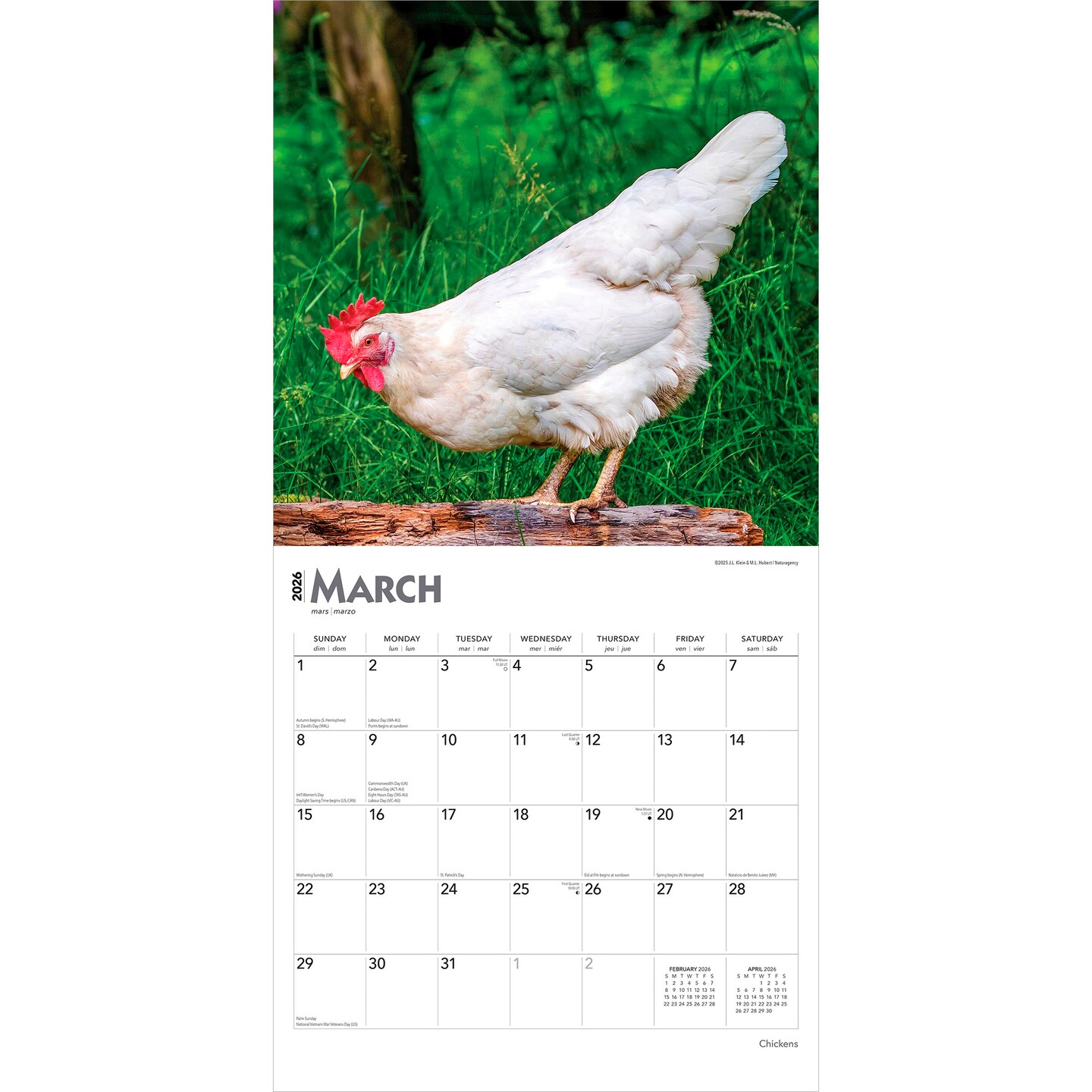 Chickens | 2026 12 x 24 Inch (Hanging) Monthly Square Wall Calendar | Plastic-Free