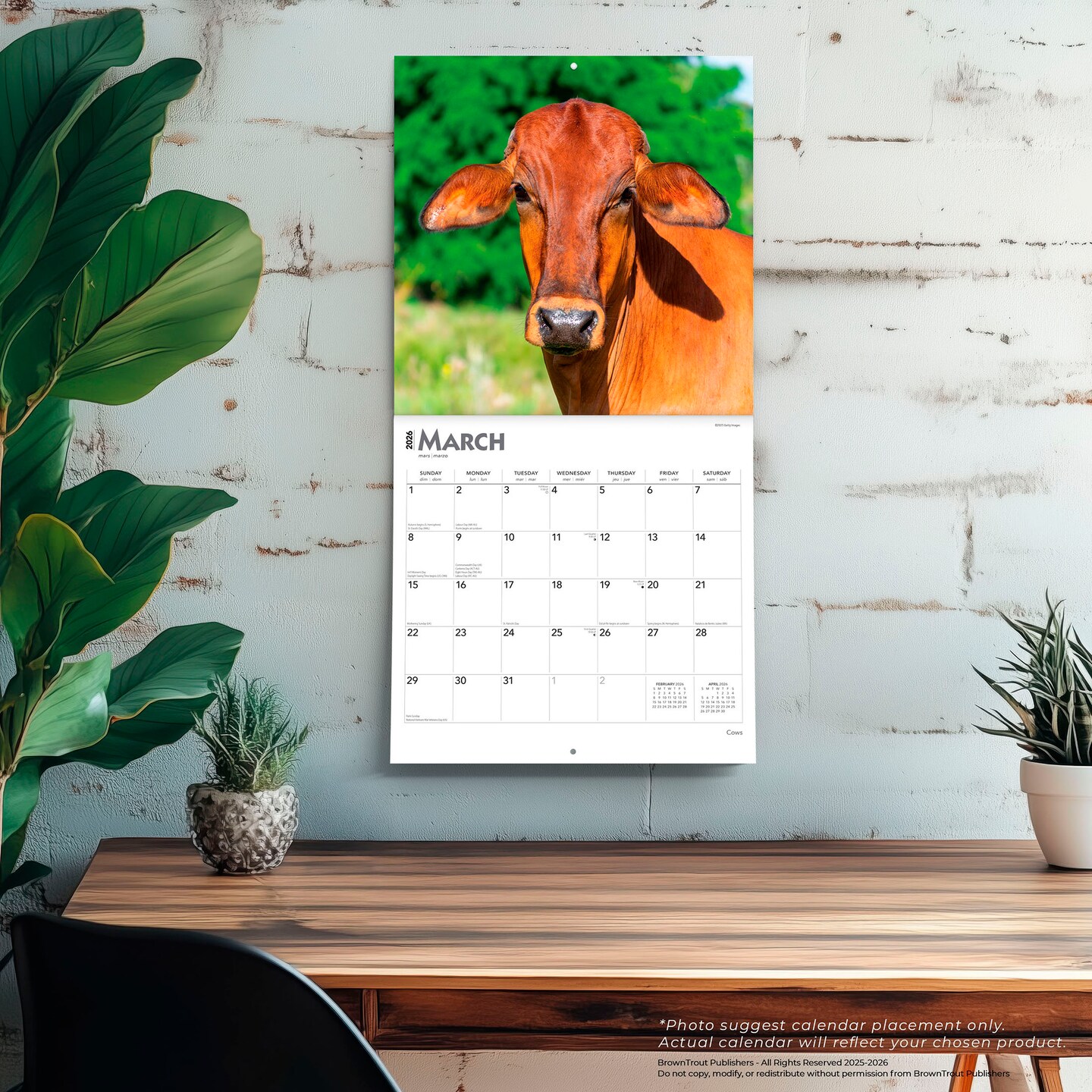 Cows | 2026 12 x 24 Inch (Hanging) Monthly Square Wall Calendar | Plastic-Free