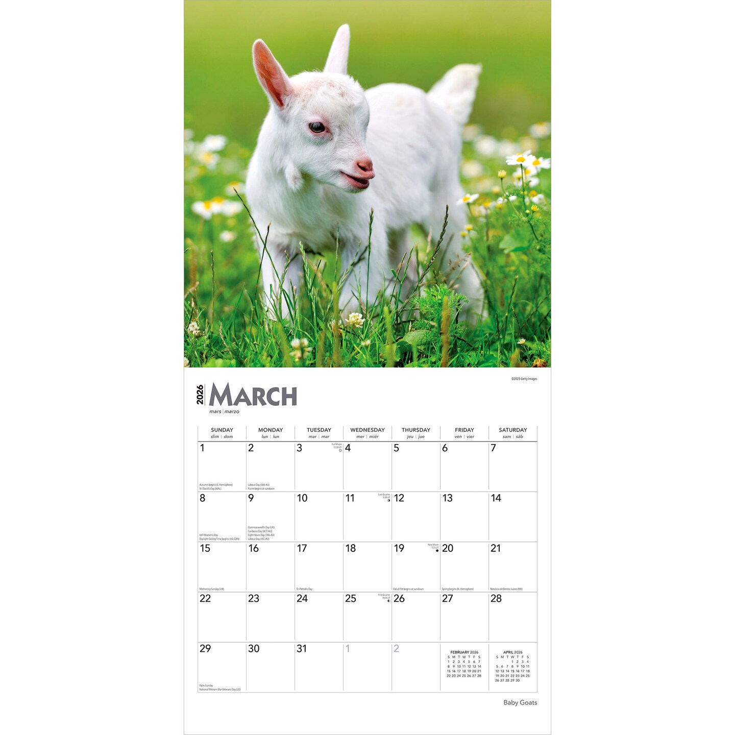 Baby Goats | 2026 12 x 24 Inch (Hanging) Monthly Square Wall Calendar | Plastic-Free | BrownTrout | Domestic Animals