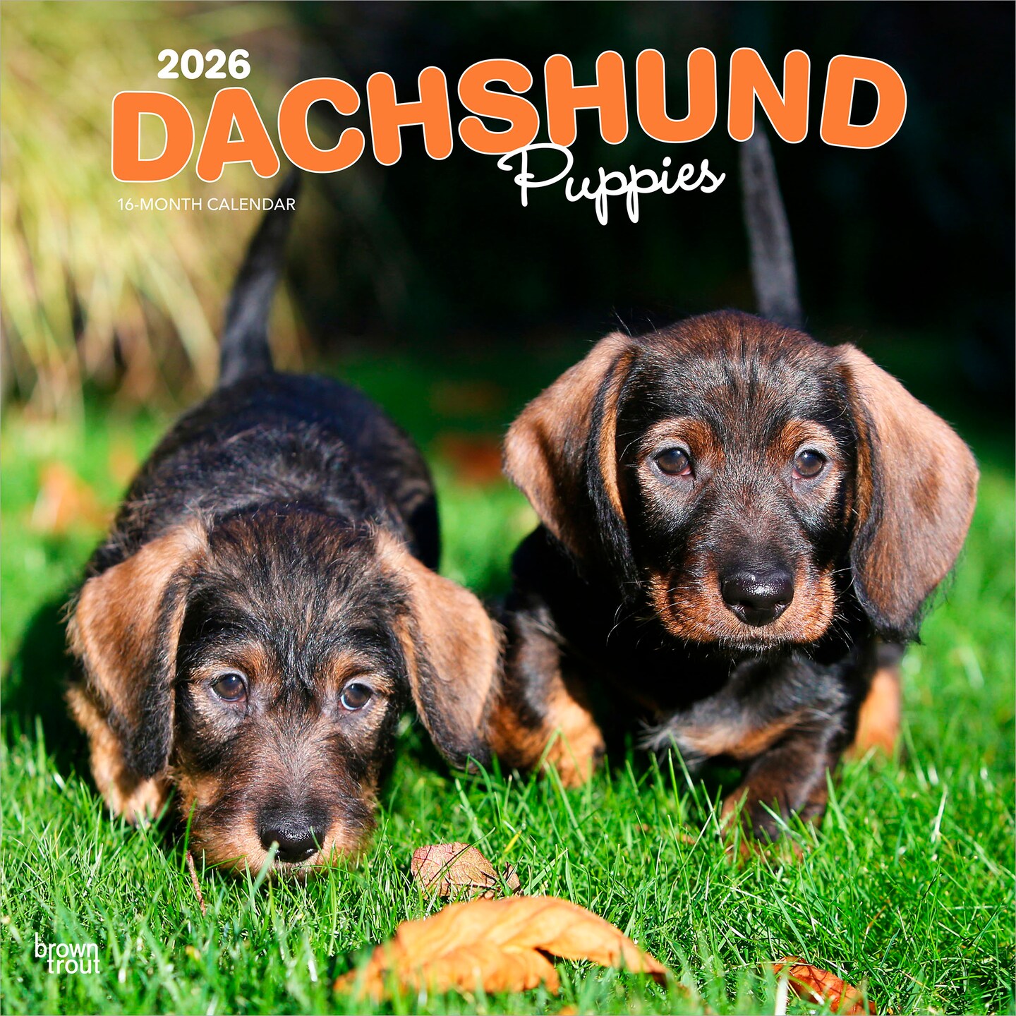 Dachshund Puppies | 2026 12 x 24 Inch (Hanging) Monthly Square Wall Calendar | Plastic-Free | BrownTrout | Animals Dog Breeds Puppy