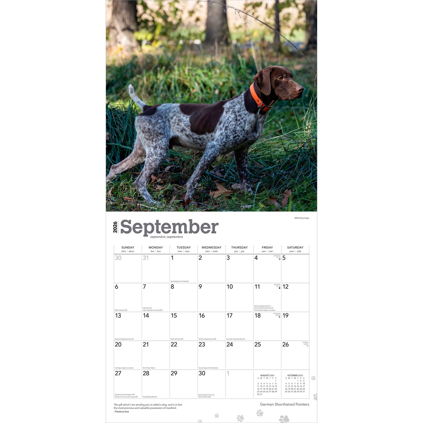 German Shorthaired Pointers | 2026 12 x 24 Inch (Hanging) Monthly Square Wall Calendar | Plastic-Free