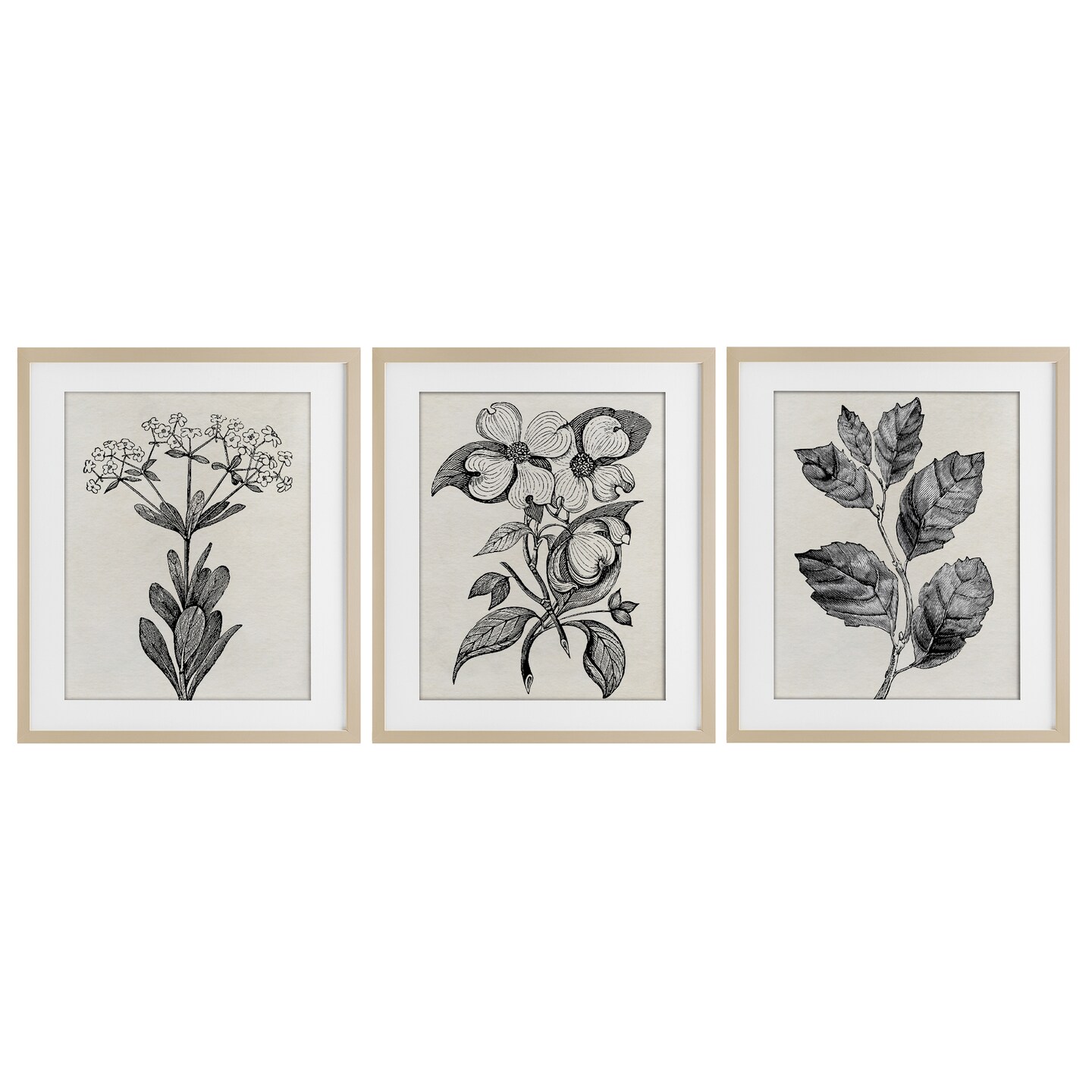 Stupell Industries Classic Natural Botanicals 3pc Framed Print Under Glass Set, design by Karen Smith