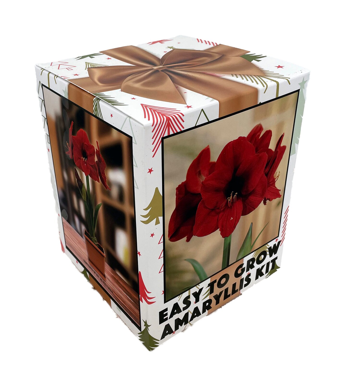 Amaryllis Kit: Red Lion - Gift Box - Large Bulb, Pot and Soil - Netherland