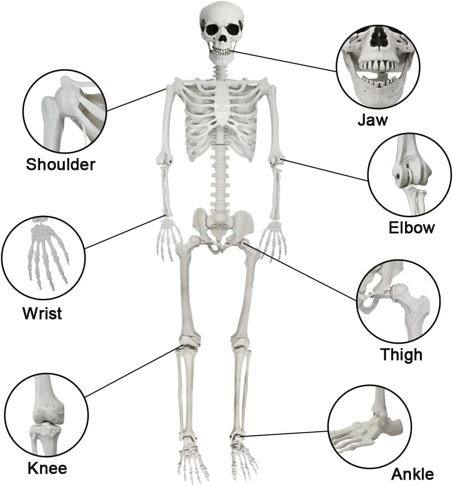 5.6ft Halloween Human Poseable Skull Skeleton