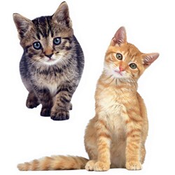 Decorative Stickers - Animals Bargain Bundle