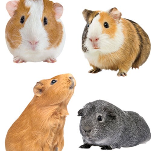 Decorative Stickers - Animals Bargain Bundle