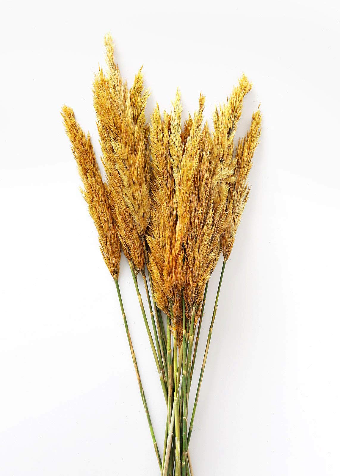 36" Aspen Gold Plume Reed Bundle 7oz