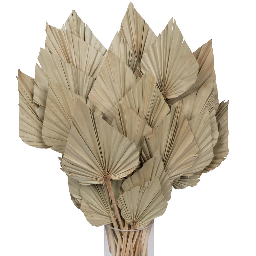 Vickerman Natural Botanicals 20" Palm Spear Natural. Includes 50 pieces per Pack.