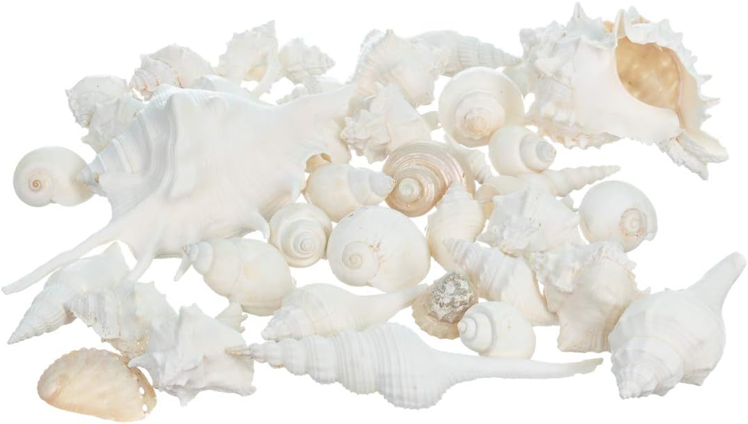 Sea Shells - White Real Mixed Beach Seashells (1lb) - Shells for Crafts - Ocean Decor - Beach Party Decorations - Seashell Decor - Large Shells Crafts