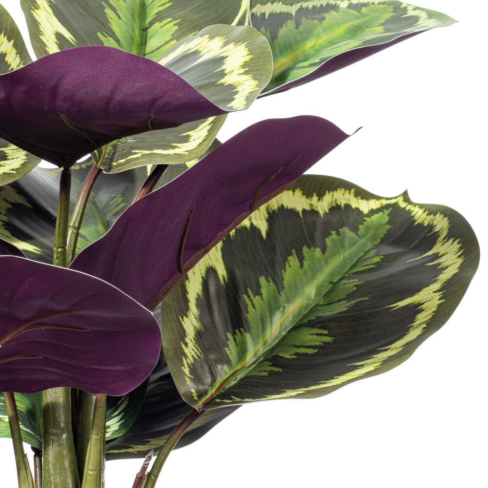 16" Calathea Veitchiana in Black Pot | Michaels