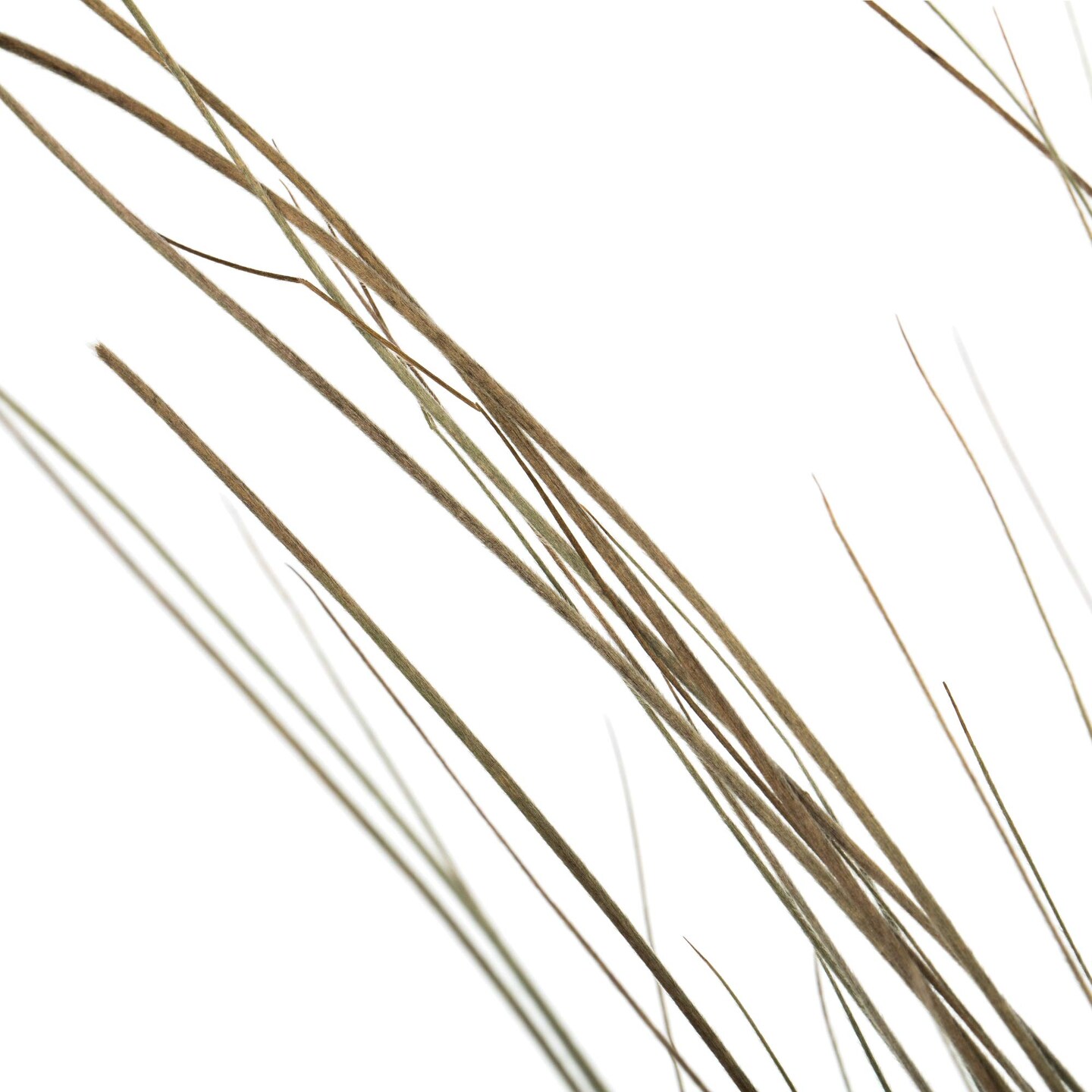 35-40&#x22; Natural Bright Grass 8oz Bu 2Pk