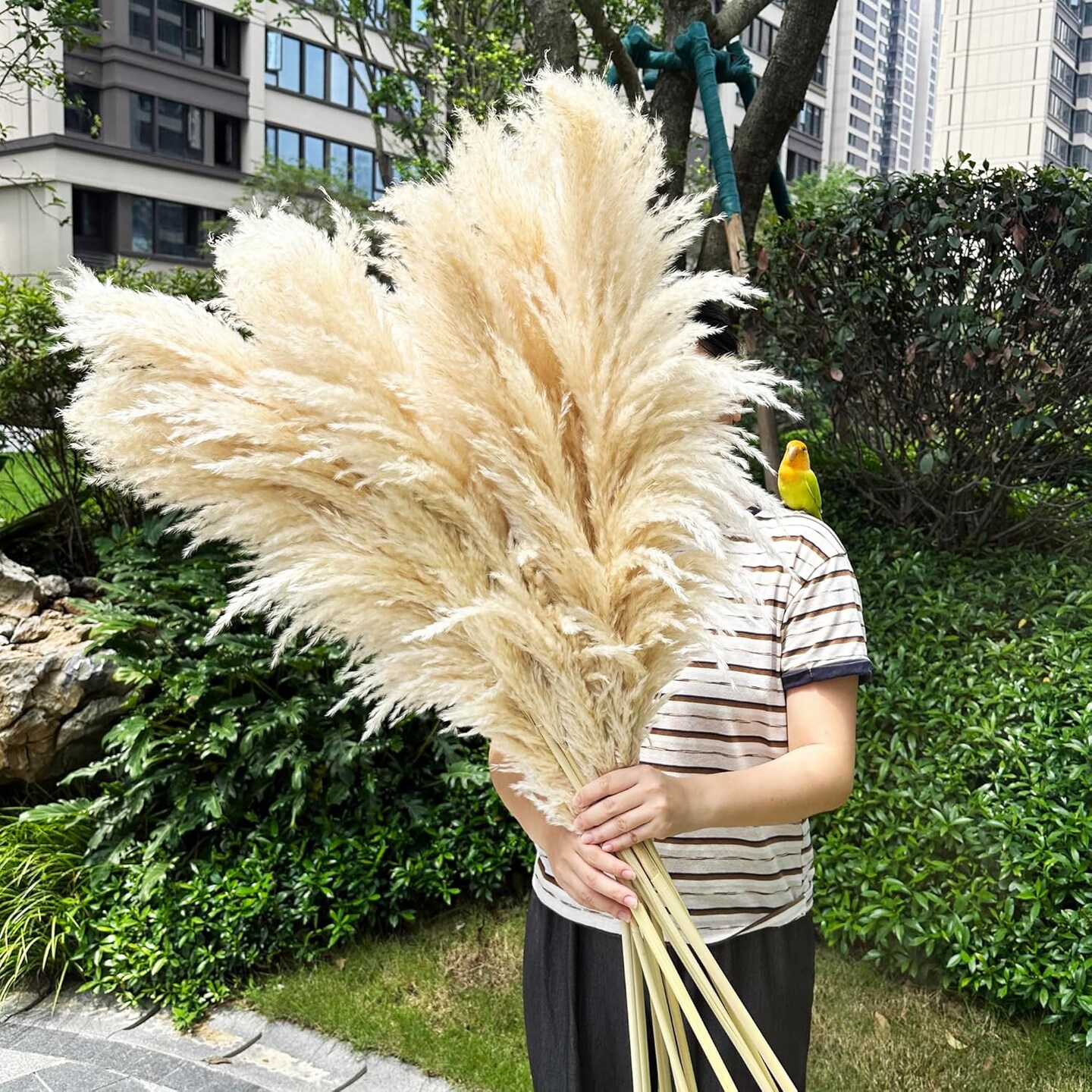 55&#x22; inch Scarcity Natural Pampas Grass Decor Tall( Beige)