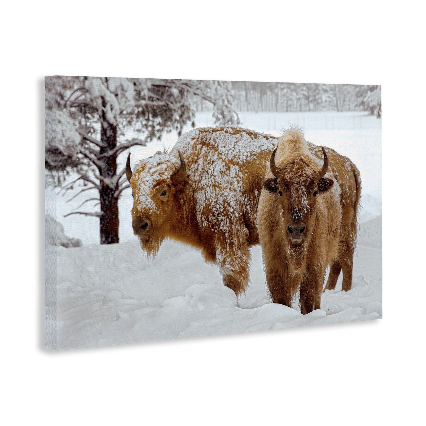 Stupell Industries Winter White Bison Canvas, design by Mike Jones