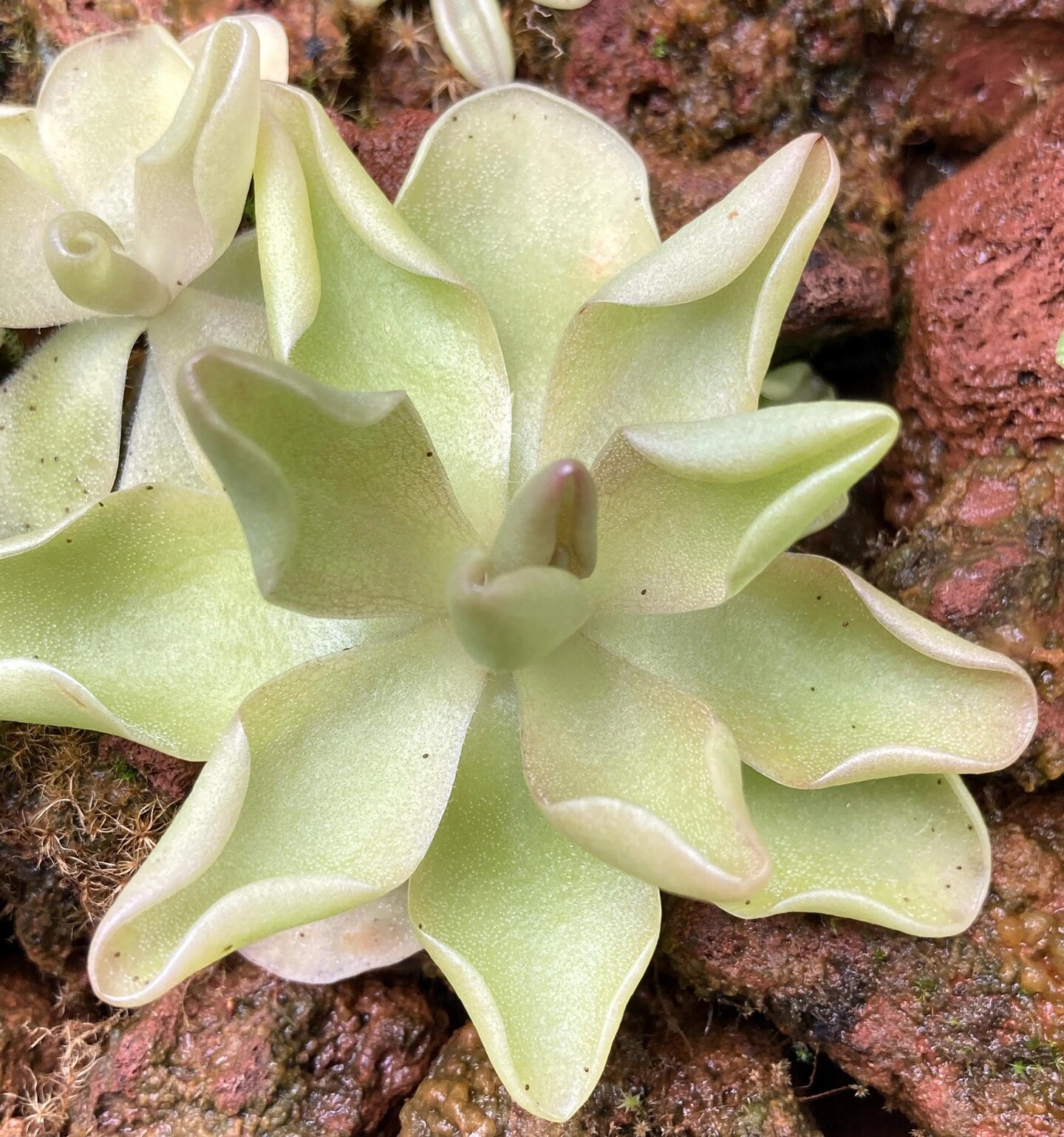 Pinguicula x "Pirouette" butterwort hybrid - Rare Live Carnivorous Plant |  MakerPlace by Michaels