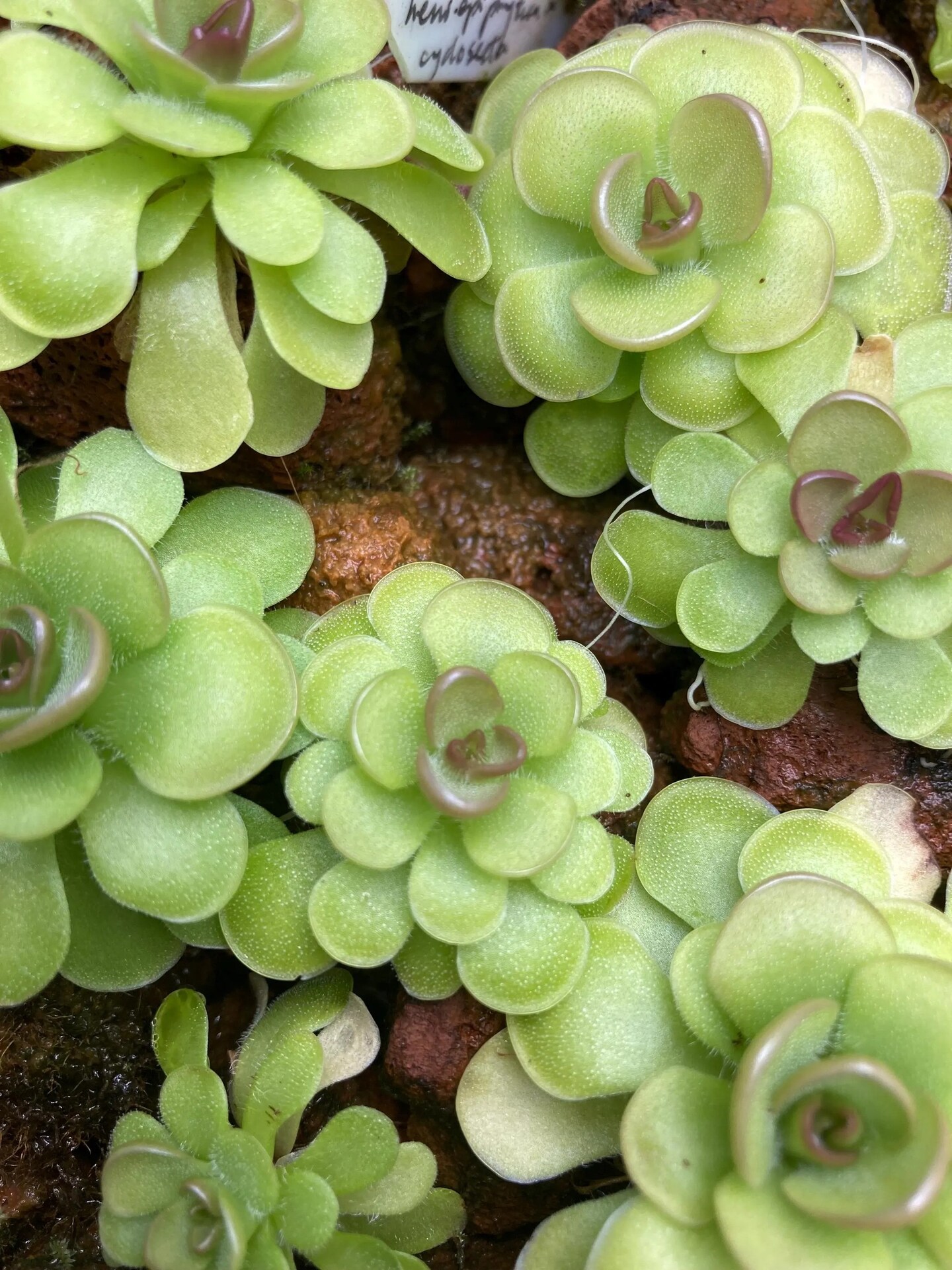 Pinguicula x "Hanka" butterwort hybrid - Rare Live Carnivorous Plant Bug  Catcher | MakerPlace by Michaels