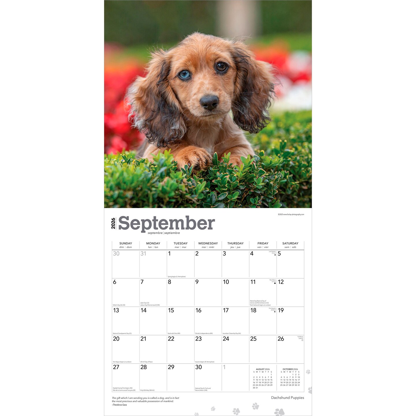 Dachshund Puppies | 2026 12 x 24 Inch (Hanging) Monthly Square Wall Calendar | Plastic-Free | BrownTrout | Animals Dog Breeds Puppy