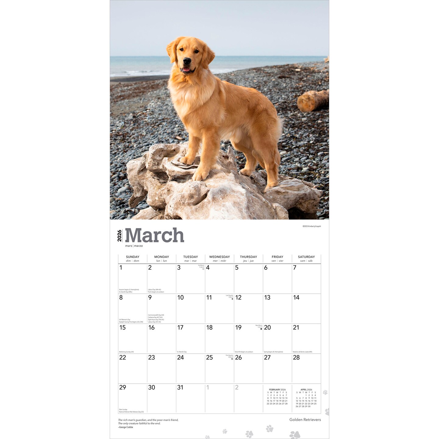 Golden Retrievers | 2026 12 x 24 Inch (Hanging) Monthly Square Wall Calendar | Foil Stamped Cover | Plastic-Free | BrownTrout | Animals Dog Breeds Retriever