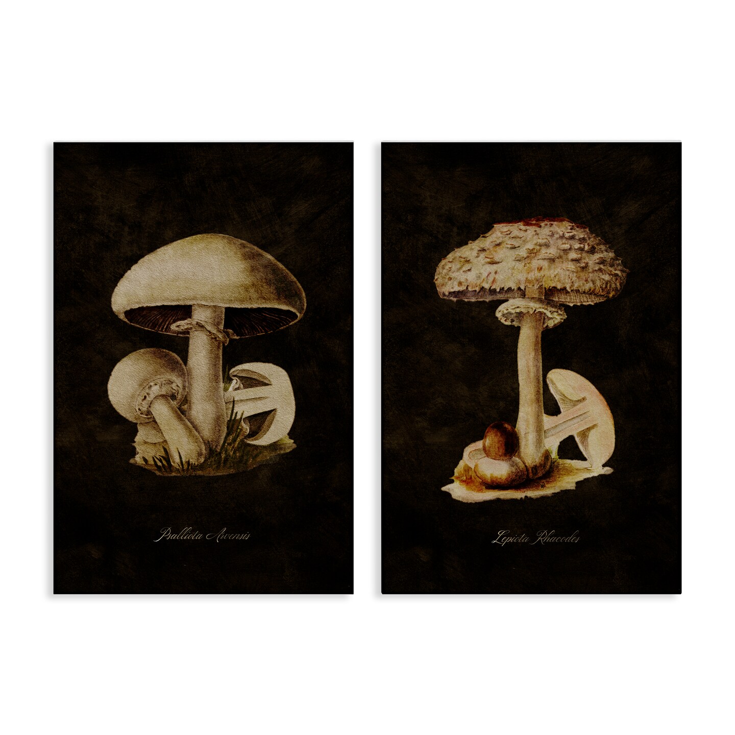 Stupell Industries Vintage Mushrooms on Black 2pc Canvas Wall Art Set Design by Tina Higgins Designs, Inc.