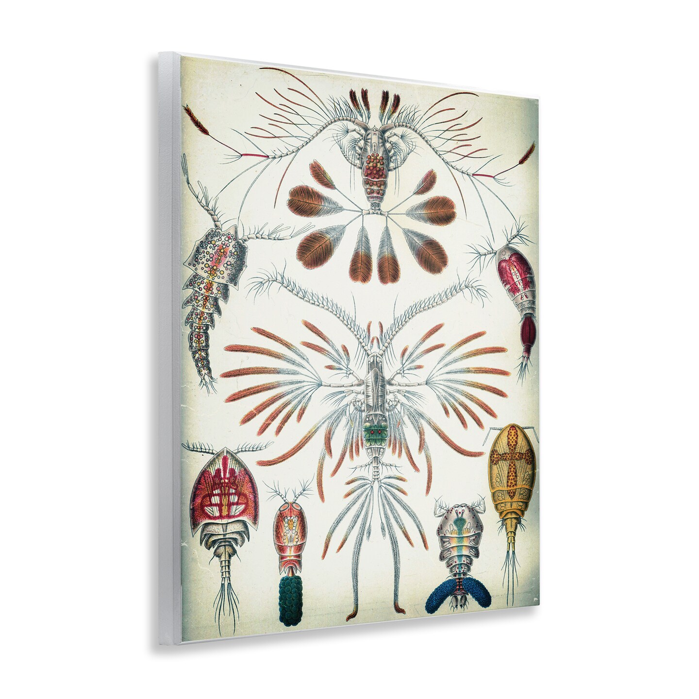 Stupell Industries Vintage Crustacean Diagram Wall Plaque Art Design by Graffi*tee Studios