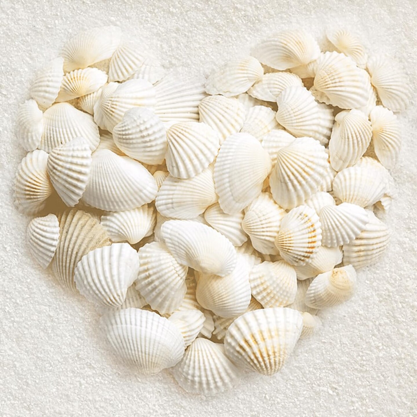 Small Sea Shells White Small Tiny Sea Shells Clam Shells Bulk Natural Scallop Shells for Home Decor Beach Theme Party Fish Tank Vase Filler