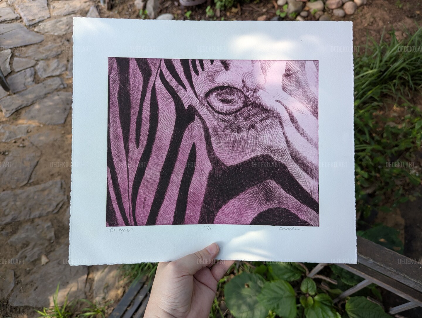 Pink Zebra Eye Wall Art – Cross-Hatching Solarplate Wildlife Print