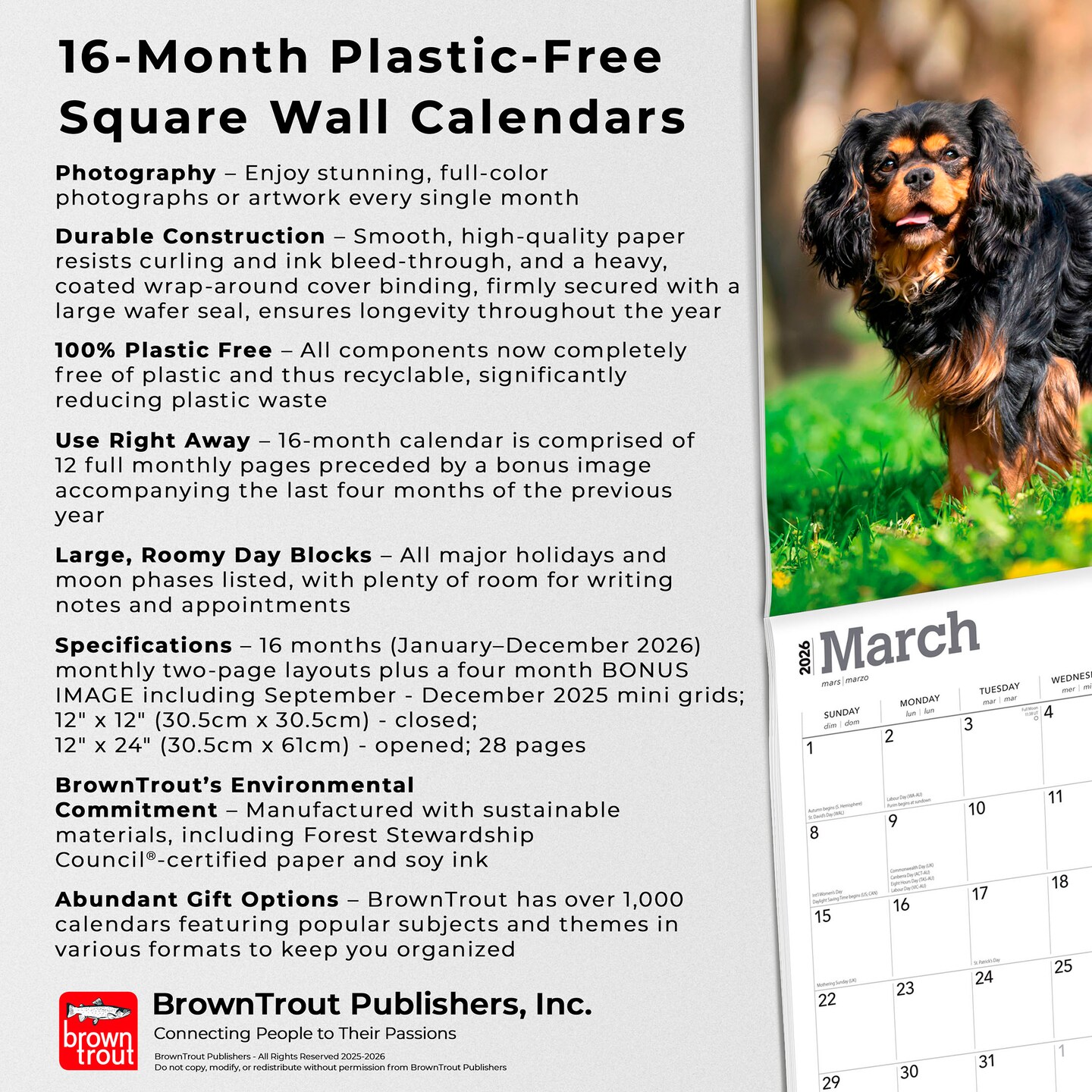 Cavalier King Charles Spaniels | 2026 12 x 24 Inch (Hanging) Monthly Square Wall Calendar | Plastic-Free | BrownTrout | Animals Dog Breeds Puppies