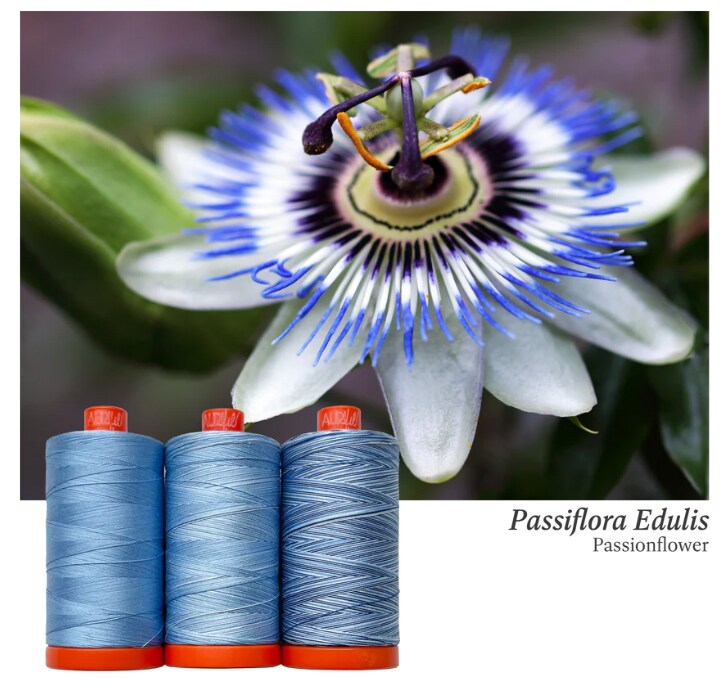 RHODOLIRION /ロドリリオンFRILL DRAWERS flower RHODOLIRION /ロドリリオンFRILL DRAWERS flower Rhodolirion