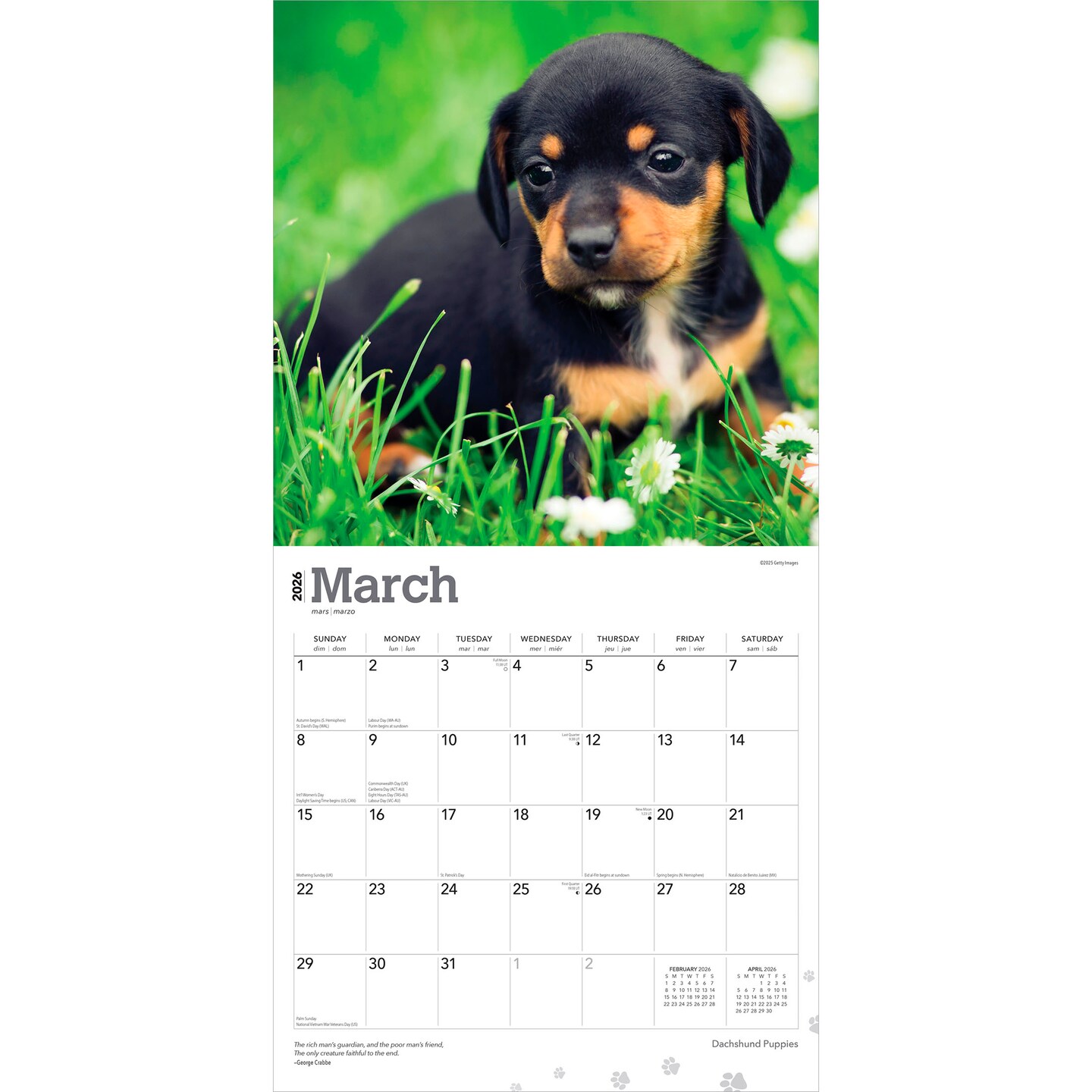 Dachshund Puppies | 2026 12 x 24 Inch (Hanging) Monthly Square Wall Calendar | Plastic-Free | BrownTrout | Animals Dog Breeds Puppy