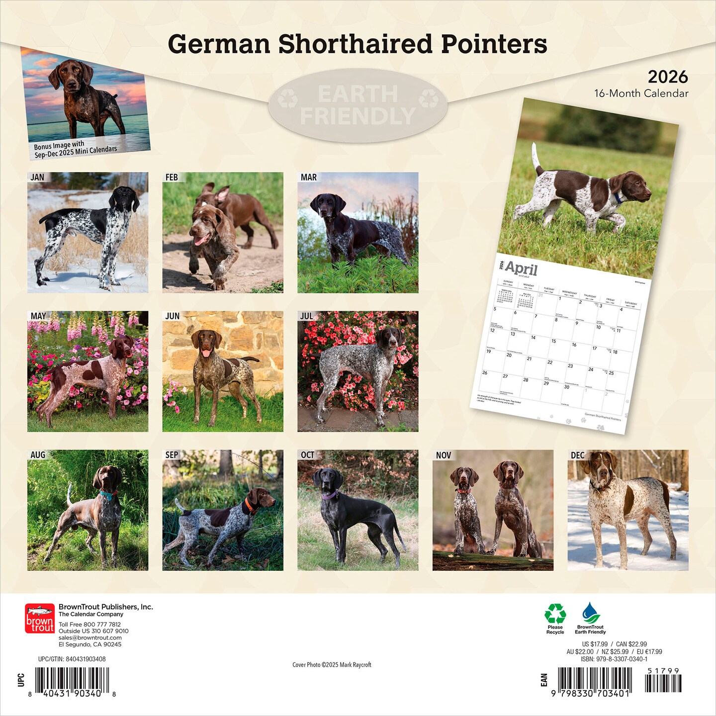 German Shorthaired Pointers | 2026 12 x 24 Inch (Hanging) Monthly Square Wall Calendar | Plastic-Free