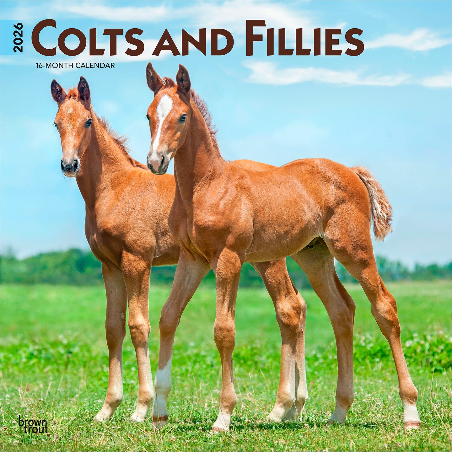 Colts and Fillies | 2026 12 x 24 Inch (Hanging) Monthly Square Wall Calendar | Plastic-Free
