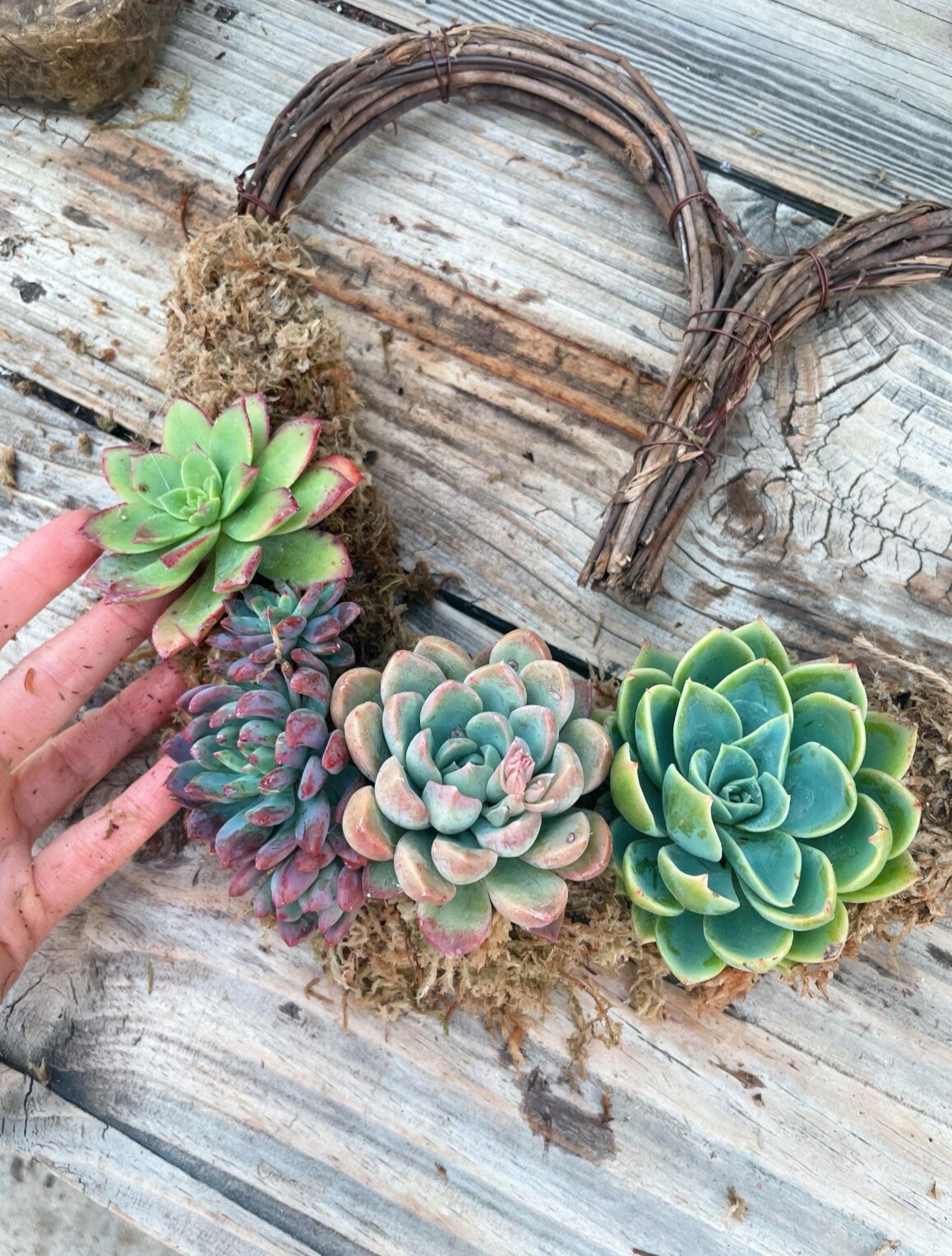 DIY Succulent Wreath Kit | Create Your Own Stunning Living Wreath |  MakerPlace by Michaels