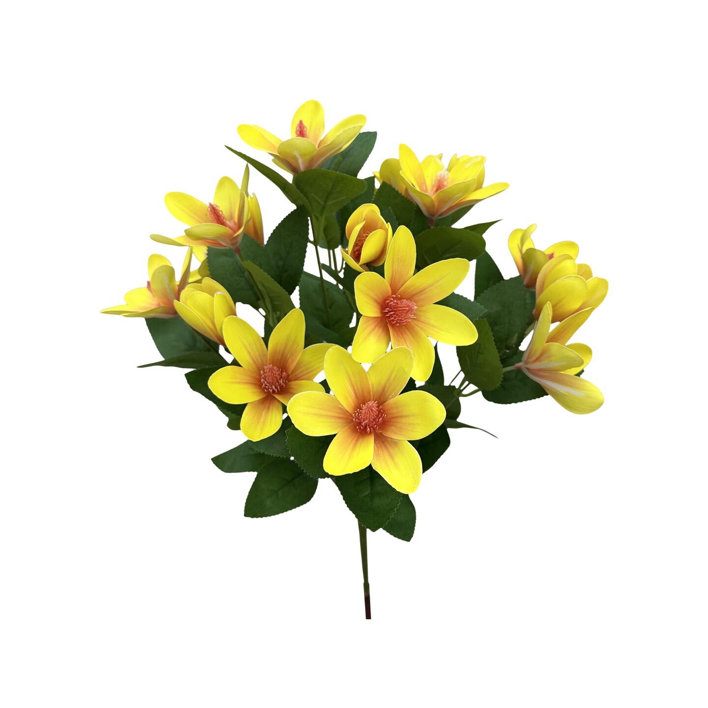 20" Japanese Magnolia Bush x7 | Yellow Magnolia Floral Bush-64010YW