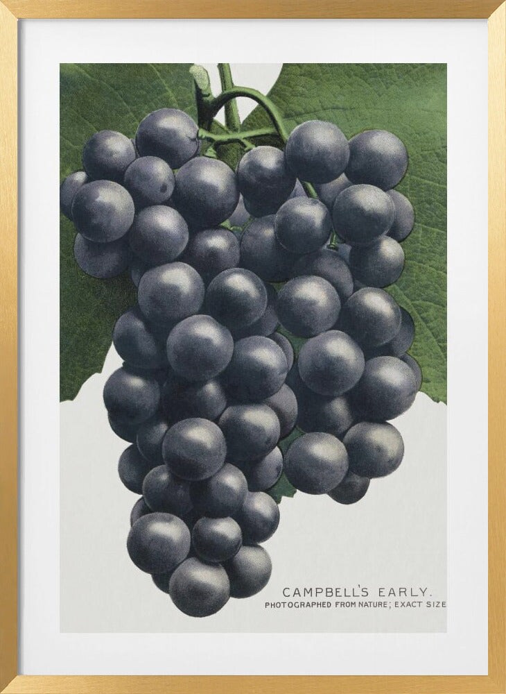 Campbell&#x27;s Early Grape Lithograph by Botanical Specimen Rochester Lithographing Framed Art
