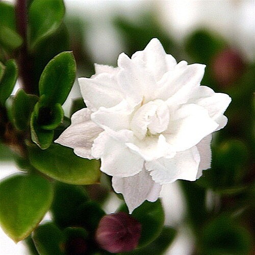 Double White Serissa Tree - 2.5&#x22; Pot - House Plant, Fairy Garden Plant, Bonsai