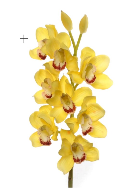 Yellow 30&#x22; Cymbidium Orchid Stem