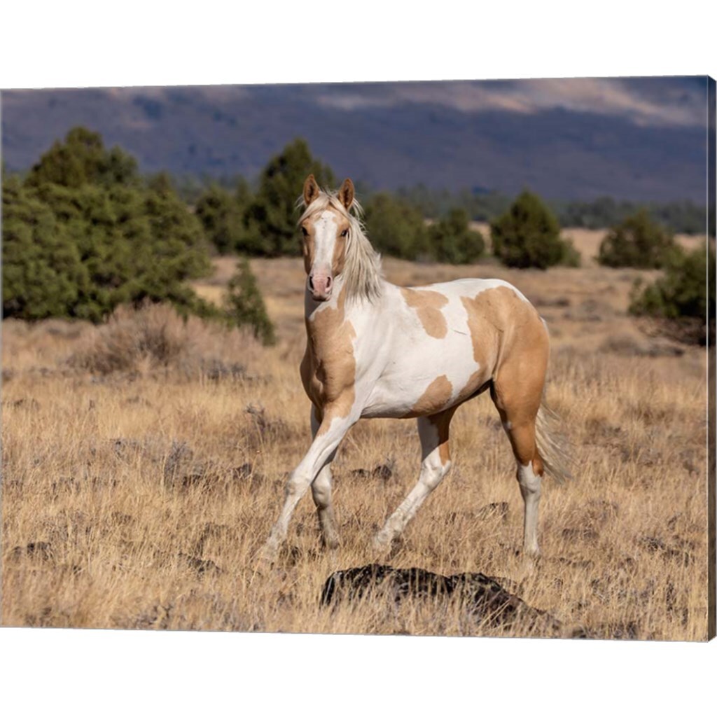 Curious Colt by Larry McFerrin 20&#x22; x 16&#x22; Canvas Wall Art