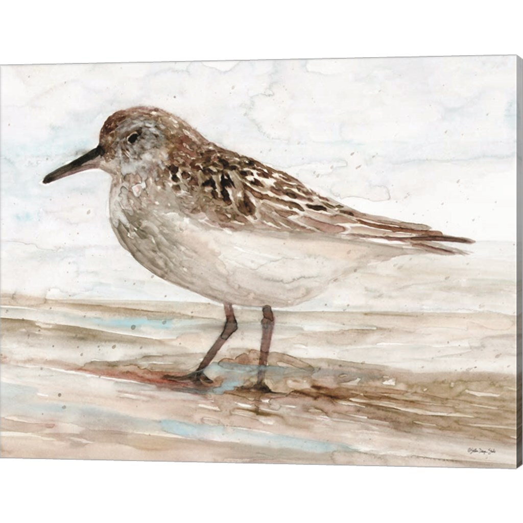 Sanibel Piper 1 by Stellar Design Studio 20&#x22; x 16&#x22; Canvas Wall Art
