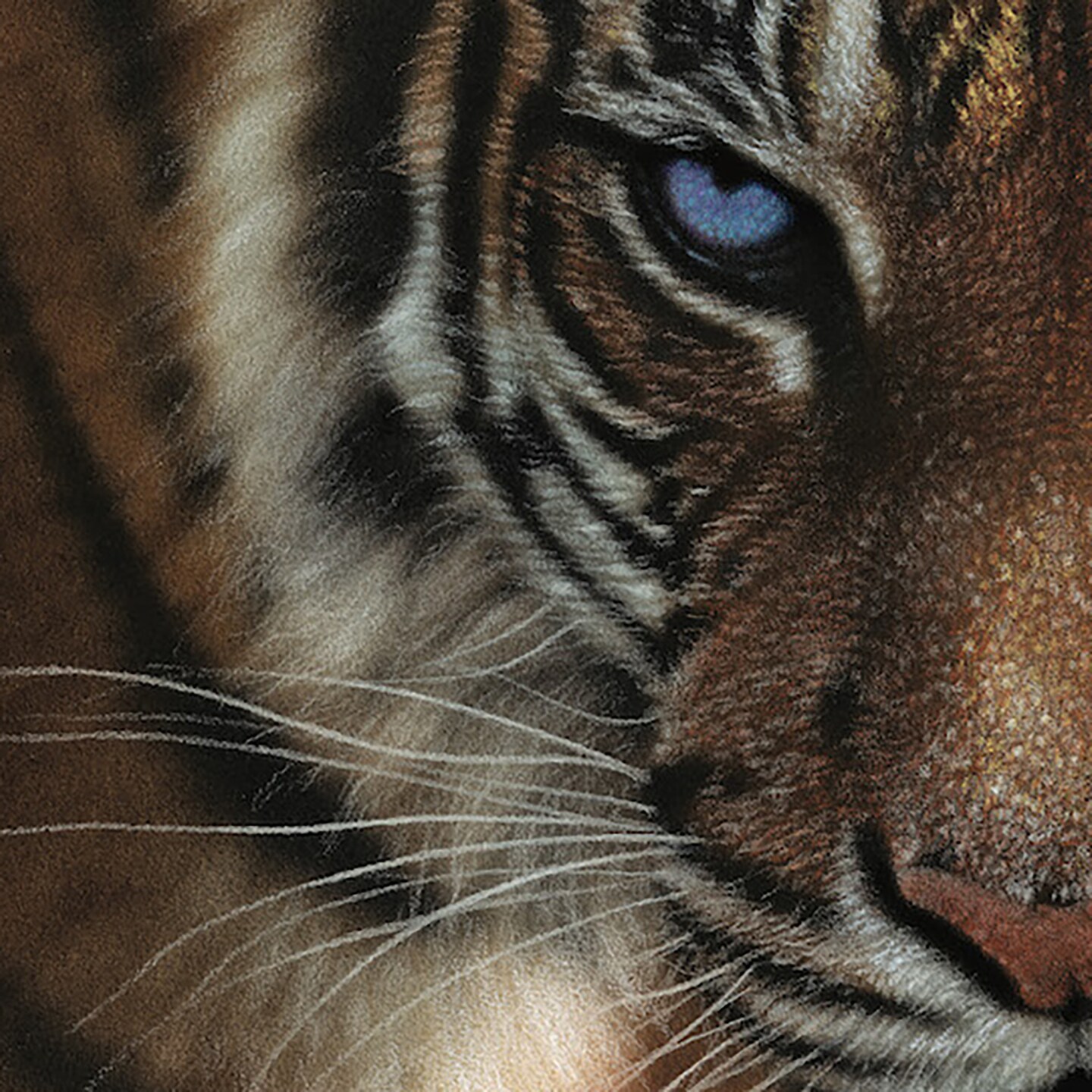 Hart Puzzles Blue Eyes Tiger by Colin Bogle, 24 x 30 1000 Piece Puzzle
