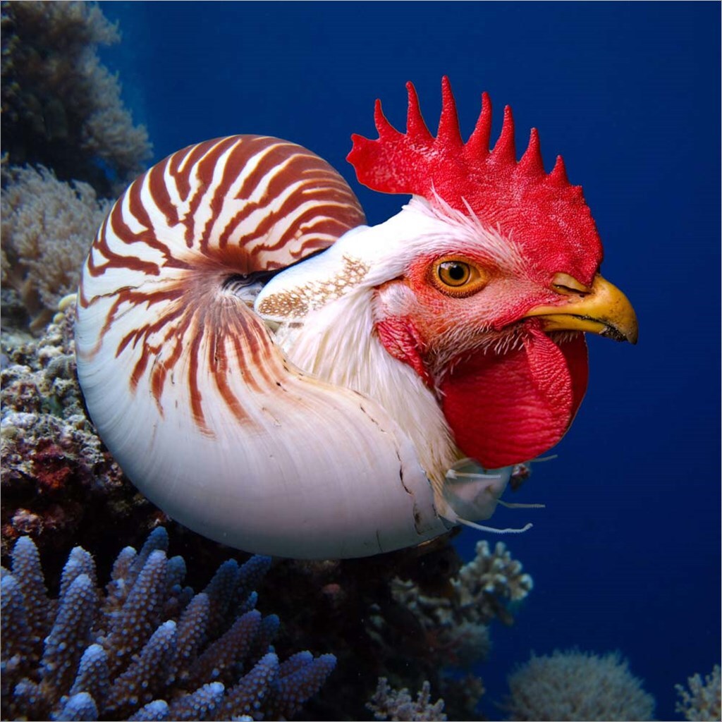 Chicken of the Sea by Pixelmated Animals 12" x 12" Canvas Wall Art