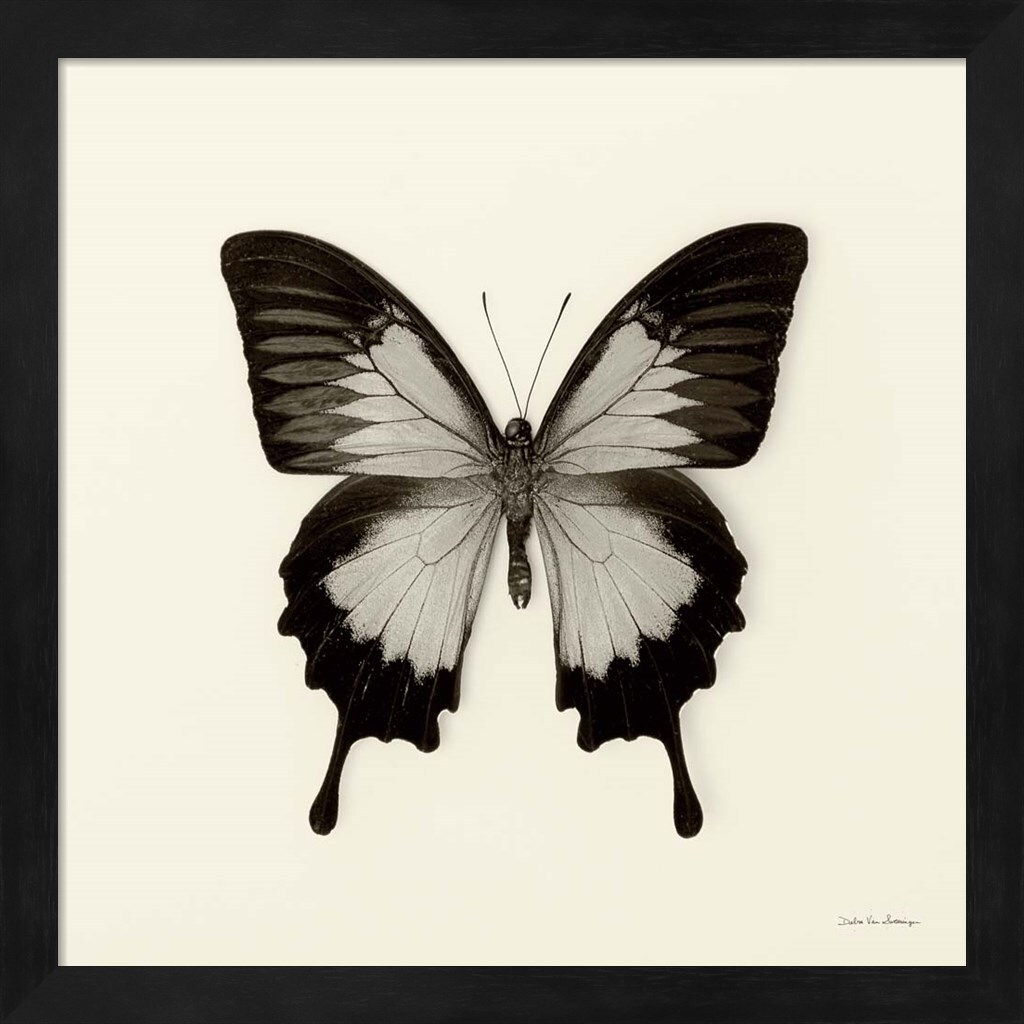 Butterfly III by Debra Van Swearingen 13&#x22; x 13&#x22; Framed Wall Art