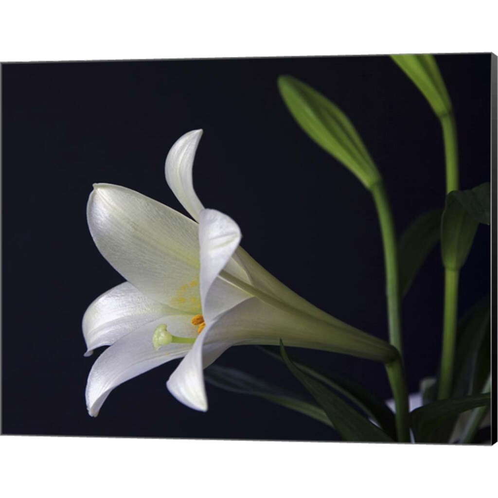 #205  Lily by J.D. McFarlan 20&#x22; x 16&#x22; Canvas Wall Art