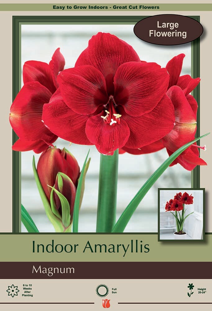Magnum Dutch Amaryllis Bulb - Deep Red, Huge Blooms - 32/34 cm Bulb